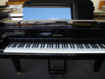 Schimmel Fl&uuml;gel